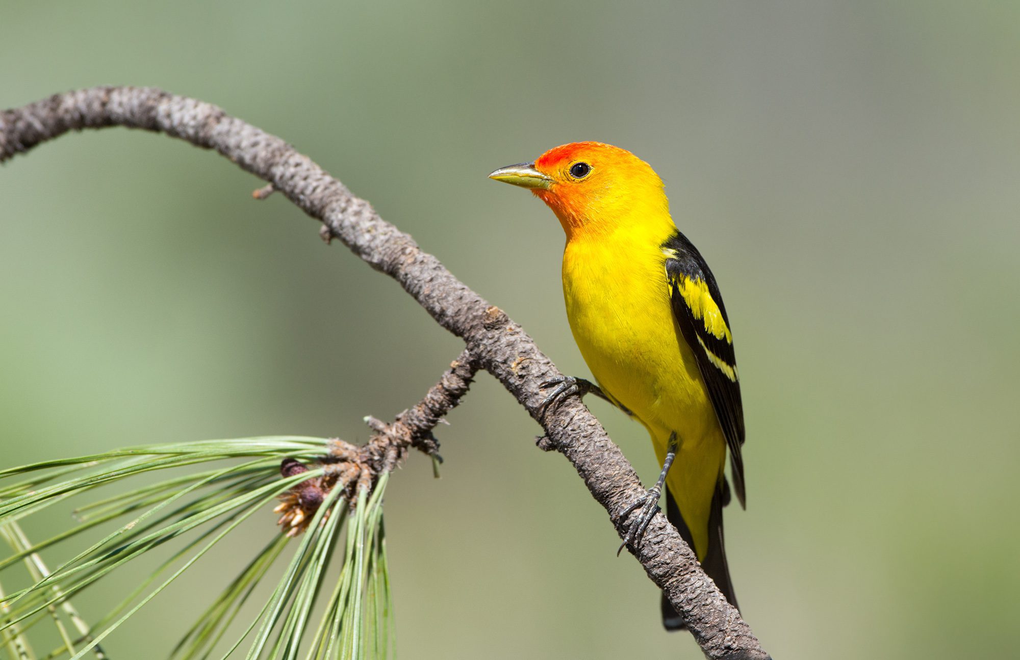 Bird Banding Experience at Luxury Wyoming Resort